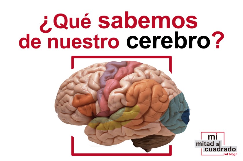 cerebro.jpg